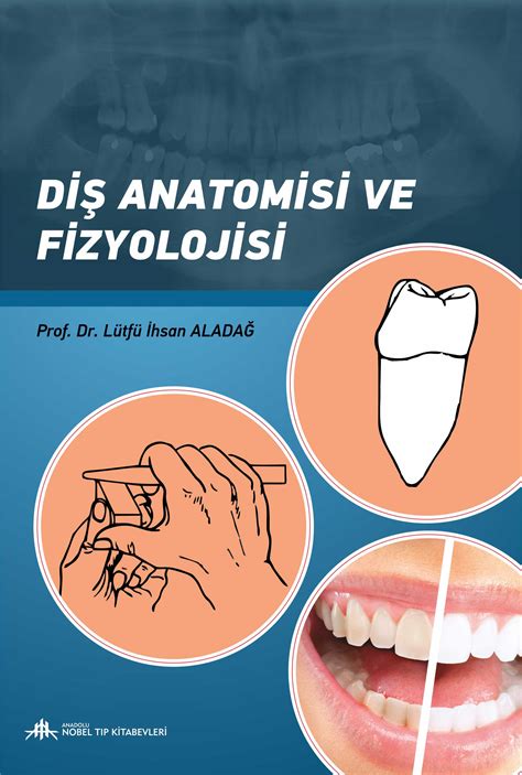 Diş anatomisi fizyolojisi ve okluzyona giriş